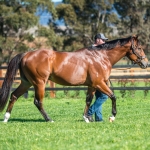 Stallion Unite and Conquer striding out at Kingstar Farm